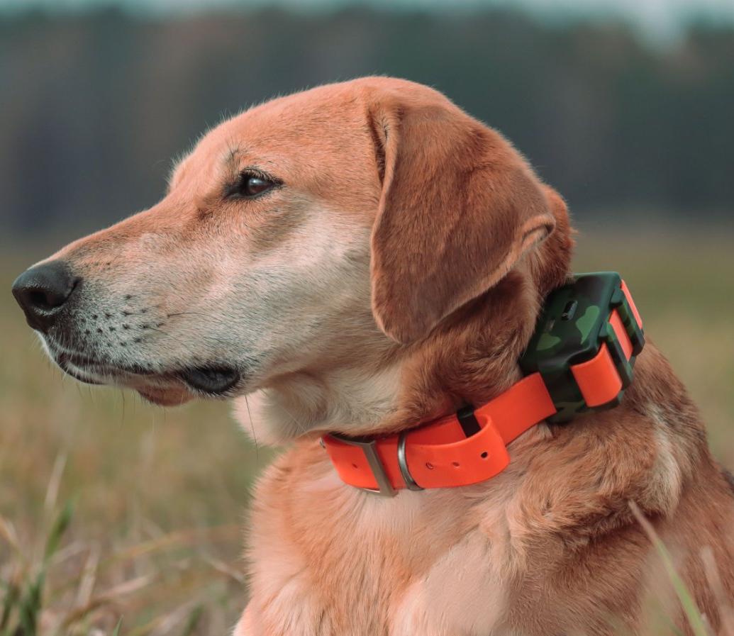 Outdoor Hunting Dog Collar - IP68 Waterproof Locator for Hunting Dog