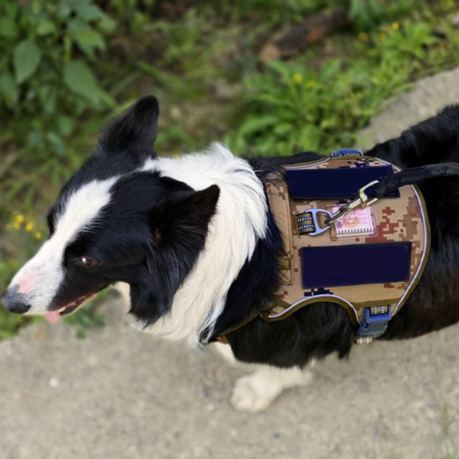 Dog Harness Metal Buckle Dog T - огляд і ціна Outdoor Hunting Dog Collar