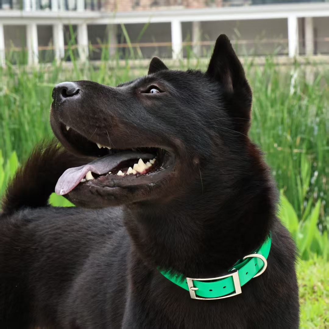 2.5cm Wide Heavy Duty TPU Dog  - огляд і ціна Outdoor Hunting Dog Collar